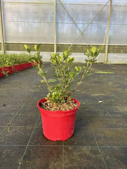 Tiaré 'Kleim s hardy' — Pot 4L
