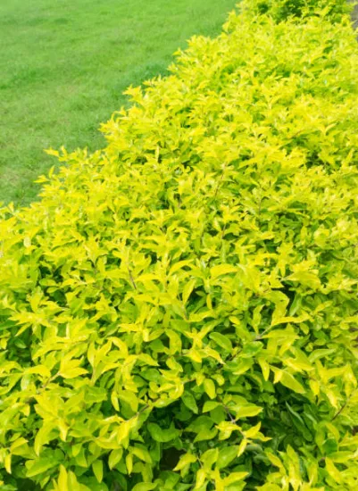 Troène de chine 'Lemon and lime'