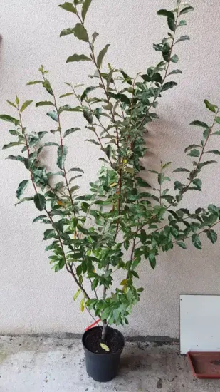 Chalef d'automne (Eleagnus umbellata) — jeune arbuste à longues tiges contre un mur · Pot 8L Touffe