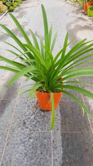 Agapanthe Africaine 'Blanche' (Agapanthus africanus) — plante verte à longues feuilles rubanées en pot · Pot 3L