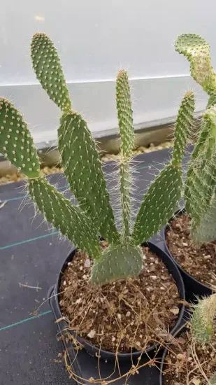 Figuier de barbarie 'Xoconostle' (Opuntia chiangiana) — cactus dressé aux cladodes allongés en pot · Pot 2.5L