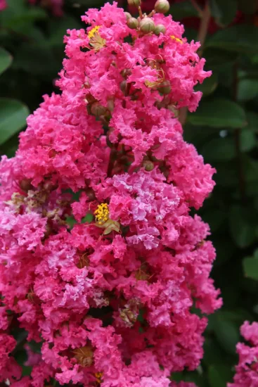 Lilas des indes 'Perigord pourpre'