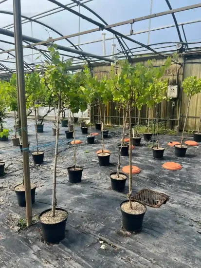 Vigne 'De table chasselas dore ' — Pot 12L 1/2 tige