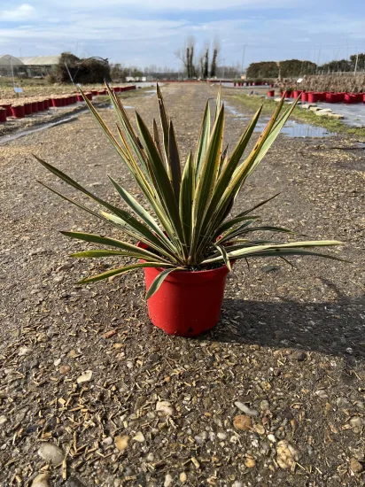Yucca 'Ivory towers' (Yucca flaccida) — jeune plante graphique en pot rouge sur allée · Pot 10L