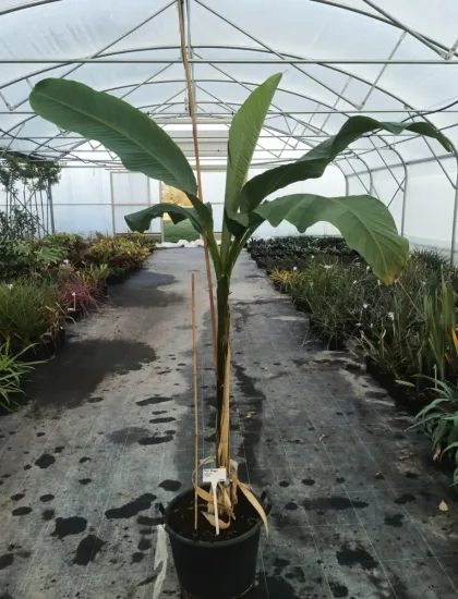 Bananier du Japon (Musa) — grand plant tropical en pot de culture · Pot 25L