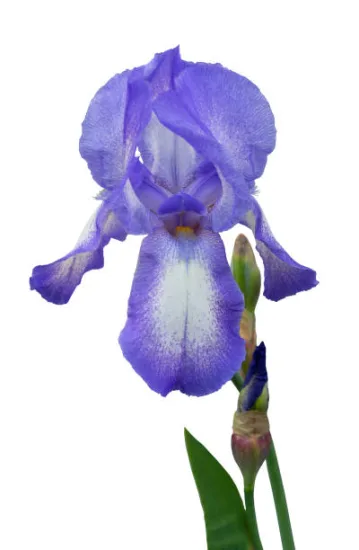 Iris d'allemagne 'Blue shimmer bleu'