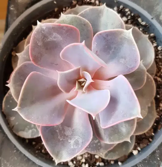 Echeveria 'Perle von nürnberg'