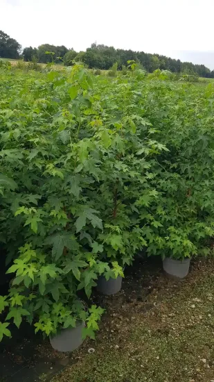 Copalme d'Amérique (Liquidambar styraciflua) — jeunes arbustes feuillus serrés en pots alignés · Pot 8L Baliveau, photo 12