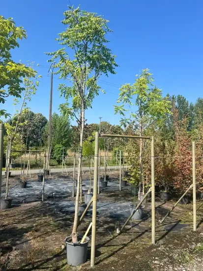 Savonnier de Chine — Pot 30L Tige 12/14