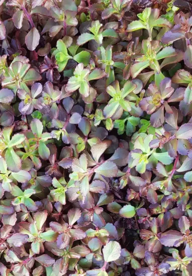Orpin/sedum bâtard