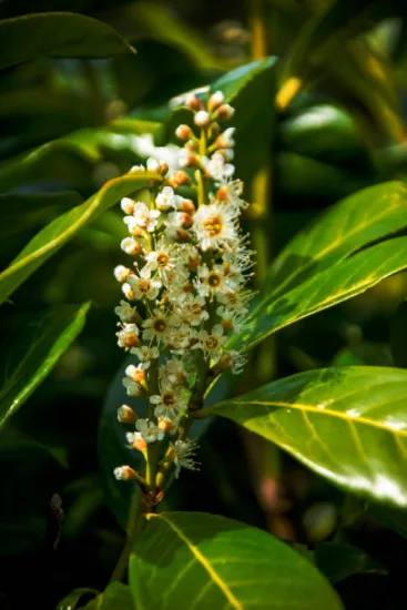 Laurier palme 'Caucasica greentorch'