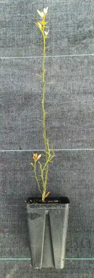 Porte-greffe 'Rich' (Poncirus trifoliata) — jeune plant élancé en pot plastique noir · Godet