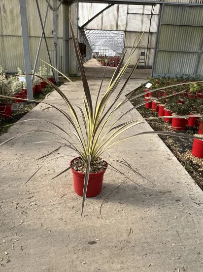 Cordyline 'Electric flash' — Pot 4L