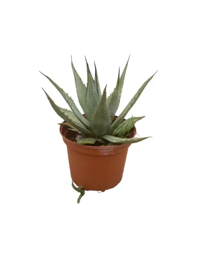 Agave Américaine