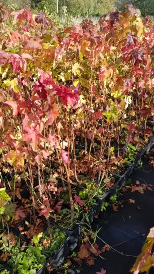 Copalme d'Amérique (Liquidambar styraciflua) — rangée de jeunes plants colorés en pépinière · Godet