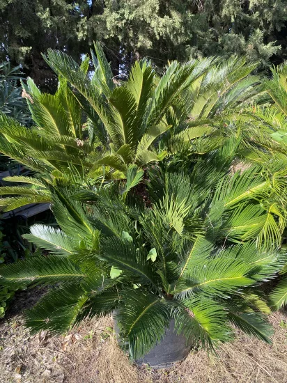 Cycas du Japon — Pot 110L