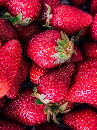 Fraisier 'Genereuse des combrailles'