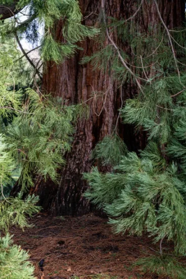 Sequoia géant