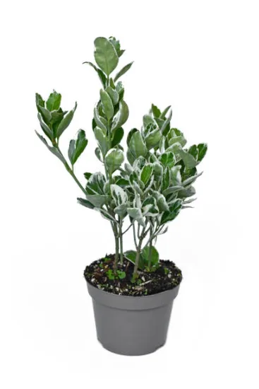 Fusain du japon 'Micro albomarginatus'