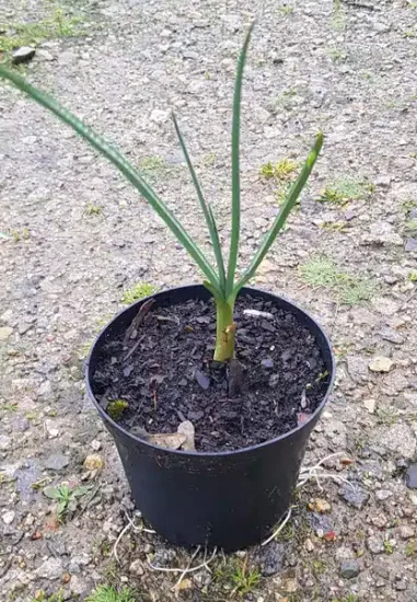 Ail d'ornement 'Ampeloprasum' — Pot 1.5L