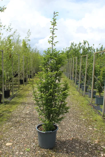 Charme commun 'Fastigiata ramifie' — Pot 30L Tige 6/8