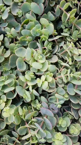 Sedum