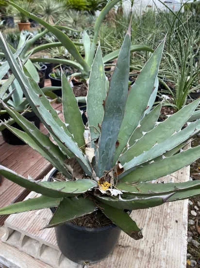 Agave xylanocantha — Pot 5L