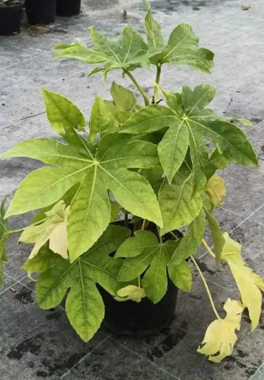 Aralia du japon (Fatsia japonica) — jeune arbuste à larges feuilles palmées en pot · Pot 3L