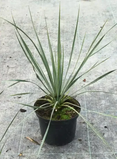 Yucca 'Saphire skies' (Yucca rostrata) — jeune plante graphique en pot noir de pépinière · Pot 2.5L