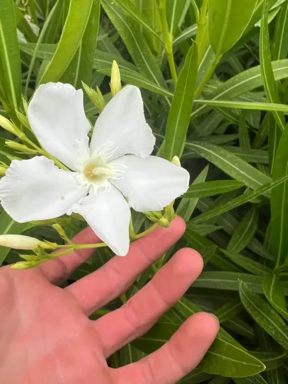 Laurier rose 'Album maximum' (Nerium oleander) — photo 4
