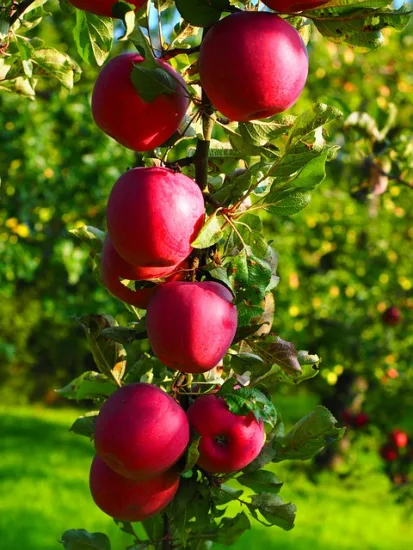 Pommier belle de Rome