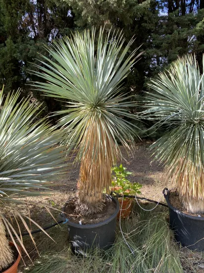 Yucca Rostrata — Pot 70L