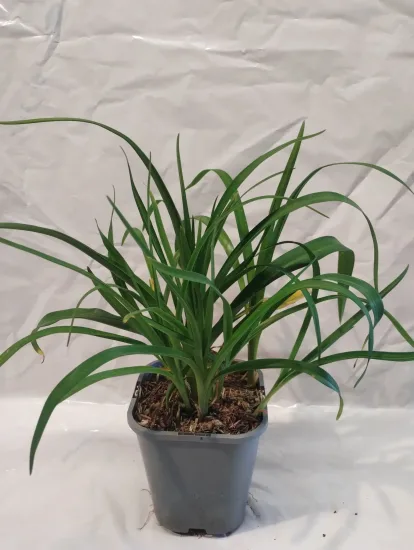 Hémérocalle 'Middendorffii' — Pot 1L