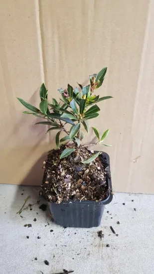 Arbousier, Arbre aux fraises Mercurius — jeune plant en pot plastique carré · Godet