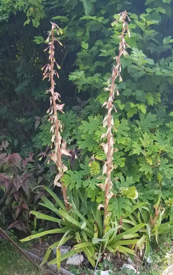 Lis du mexique ' '