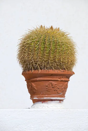 Cactus oursin (Echinocactus grusonii) — photo 2