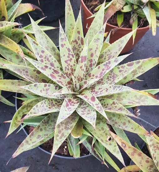 Mangave 'Pineapple express' — rosette de longues feuilles tachetées en pot · Pot 3L