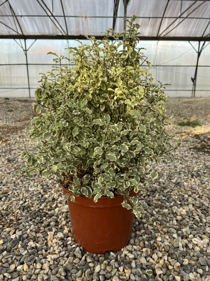 Pittospore 'Variegatum' — Pot 10L Touffe