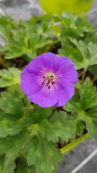 Pélargonium 'Rozane'