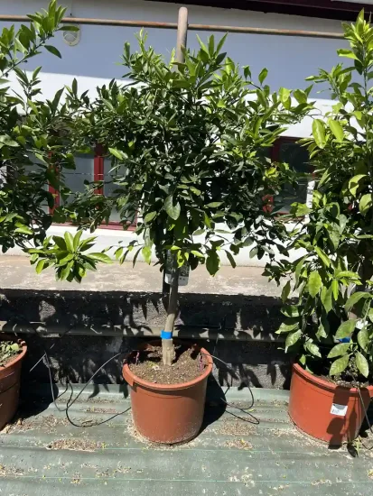 Citronnier 4 saisons — Pot 45L