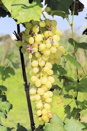 Vigne 'De table italia'