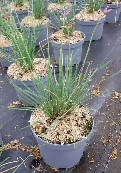 Tulbaghie 'Dark star' (Tulbaghia violacea) — touffe de feuilles fines vertes dans pot plastique · Pot 3L