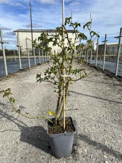 Rosier 'L'alhambra  ' — Pot 5L