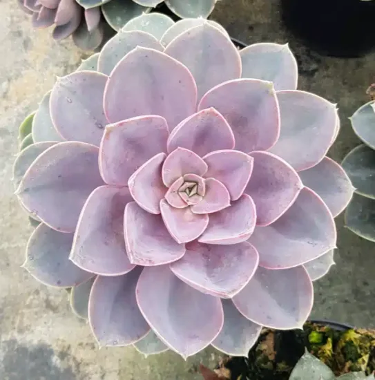 Echeveria 'Perle von nürnberg' — rosette de succulente aux feuilles épaisses rosées · Pot 2.5L