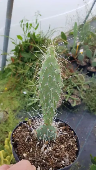 Opuntia  polyacantha
