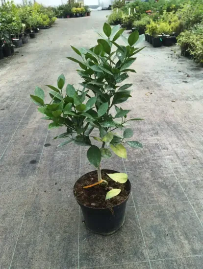 Oranger 'Valencia red' — Pot 5L Touffe
