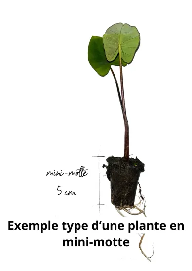 Canne de provence 'Variegata' — Mini-motte