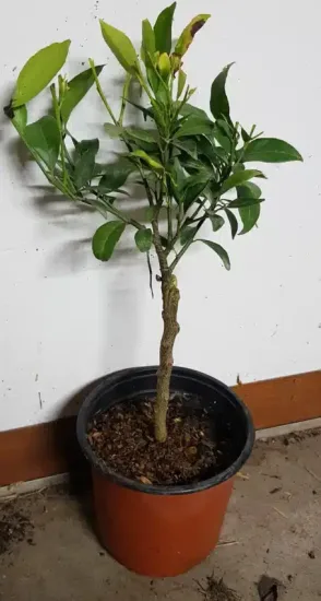 Mandarinier (Citrus reticulata) — jeune arbuste sur tige dans un pot · Pot 1.5L Tige