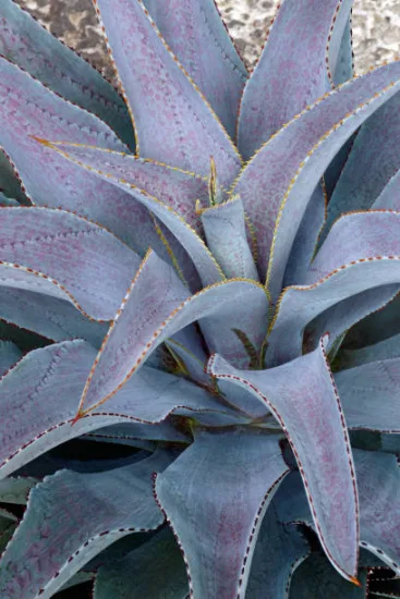 Mangave 'Silver fox'