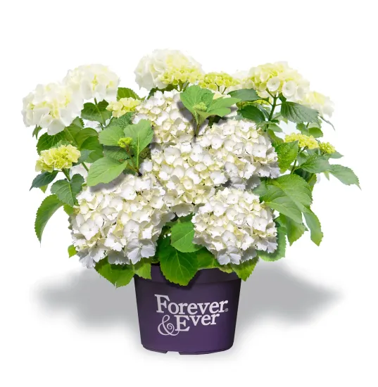 Hortensia 'Forever and ever blanc'
